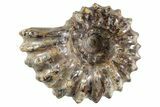 Bumpy Ammonite (Douvilleiceras) Fossil - Madagascar #343814-1